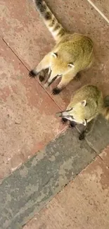 Two coatis on a rustic floor, seen from above.