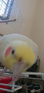 Close-up of a cockatiel with yellow and gray feathers inside a cage.