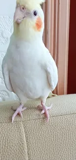 A cute cockatiel perched on a sofa in natural light.