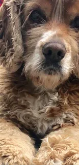 Charming cocker spaniel resting peacefully, showcasing fluffy fur.