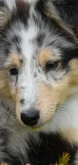 Adorable Collie puppy with fluffy fur in a natural setting.