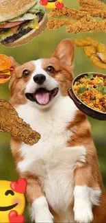 Corgi dog joyfully surrounded by tasty food against green background.