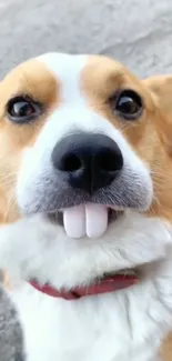 Cute Corgi with humorous expression and standout front teeth.