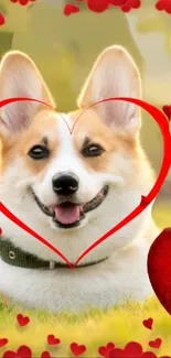 Smiling corgi with red heart decorations.