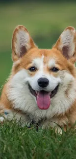 Corgi lying in green grass with tongue out.