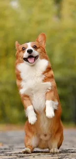 Adorable corgi standing with green nature background.