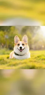 Adorable corgi relaxing in a sunlit green field.