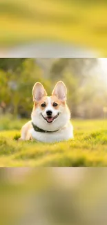 Cute corgi dog sitting in a sunny green field.