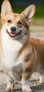 Cute corgi dog standing in a sunny park setting.