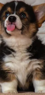 Adorable corgi puppy with tongue out on a beige background.