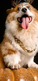 Fluffy corgi wearing a crown and gold chain on black background.