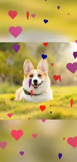 Corgi on grass with floating colorful hearts.