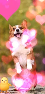 Corgi with pink heart and chick in nature.