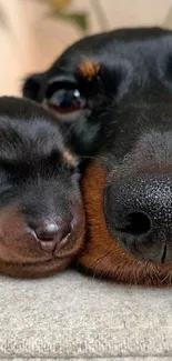 Close-up of a dachshund and puppy snuggling together.