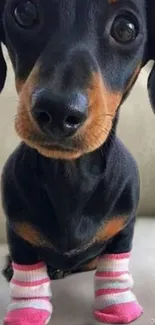 Dachshund puppy wearing pink and white socks sitting on beige fabric.