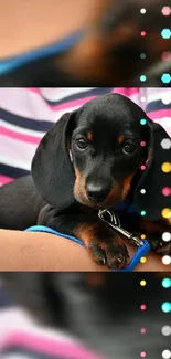 Adorable dachshund puppy with vibrant background, perfect for mobile wallpaper.