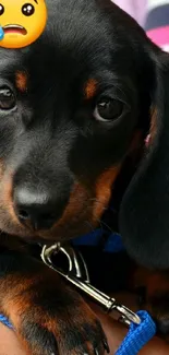 Cute dachshund puppy with sad emoji on striped background.