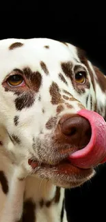 Dalmatian dog licking against a black background.