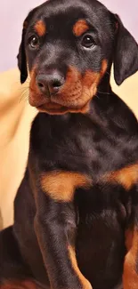 Adorable Doberman puppy sitting against a peach backdrop.