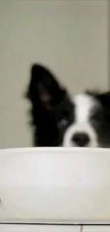 Blurred black and white dog with a white bowl in focus.