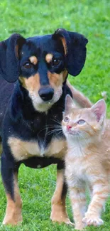 Cute dog and kitten on green grass.