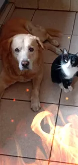 Cute dog and cat sitting together on a tiled floor.