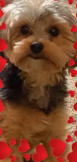 Cute dog with red heart border wallpaper.