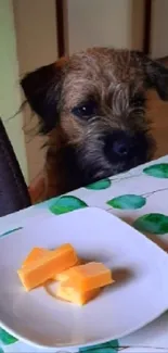 Dog sitting by a leafy table with cheese plate.