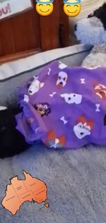 Stuffed dog under purple blanket with Australia map.