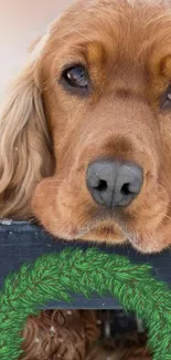 Cute brown dog with a green wreath peeking over a fence.