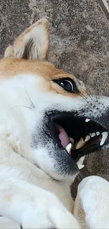 Cute dog enjoying a belly rub on a tile floor.