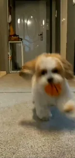 Cute fluffy dog playing fetch indoors with orange ball.