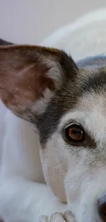 Close-up of a cute dog's face, focusing on its expressive eye and soft fur.