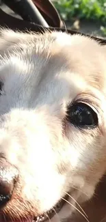 Close-up of a cute dog's face with bright eyes and fluffy fur.