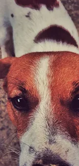 Close-up of a cute dog's face with brown and white fur, ideal for pet wallpapers.