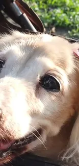 Cute golden retriever close-up with a pink ribbon.