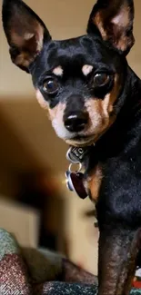Cute small dog with expressive eyes and a collar in a close-up shot.