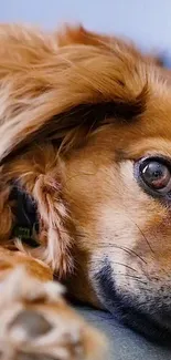 Close-up of a cute brown dog's face with expressive eyes.