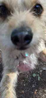 Close-up of a cute dog with curious expression in a natural setting.