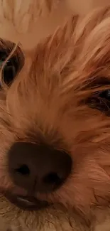 Adorable close-up of a dog with soft fur and shiny eyes.