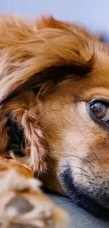 Close-up of a cute dog's face with friendly eyes.