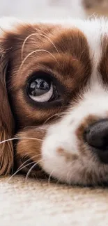 Close-up of a cute dog with big eyes looking endearingly.