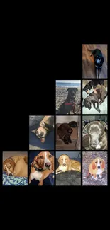 Collage of cute dogs on a black background.