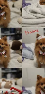 Cute dog dressed as a doctor with humorous accessories.