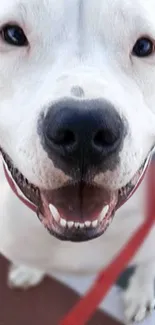 Adorable close-up of smiling white dog face with a black nose and bright eyes.