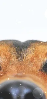 Adorable dog's curious face against a white background.