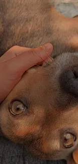 Close-up of a cute dog's face being gently held.