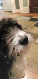 Cute black and white dog sitting indoors on tiled floor.