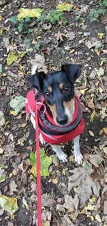 Adorable dog in a red coat amidst autumn leaves.