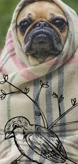 Adorable pug wrapped in blanket with artistic bird sketch.